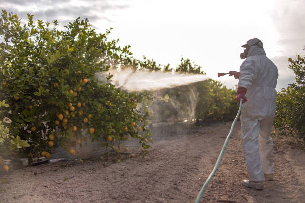 Best Wasp Removal Services  in Clay, KY