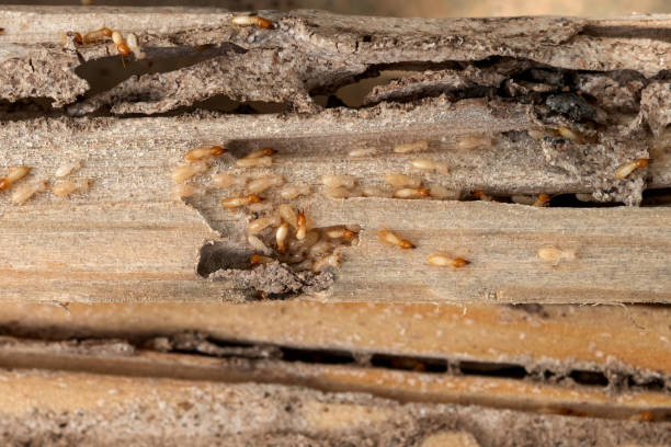 Best Local Pest Control Services  in Clay, KY