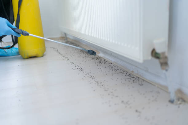Best Affordable Pest Control Services  in Clay, KY
